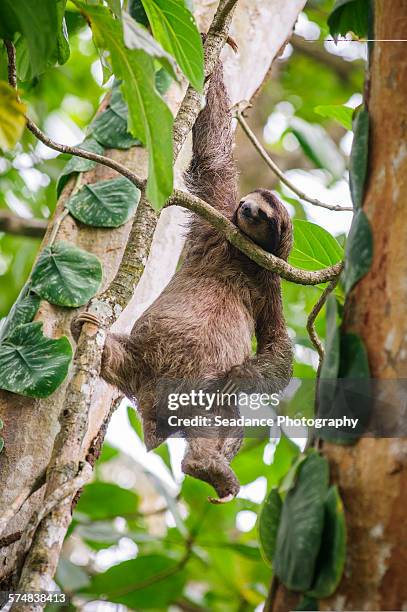 swinging sloth - sloth bear stock pictures, royalty-free photos & images