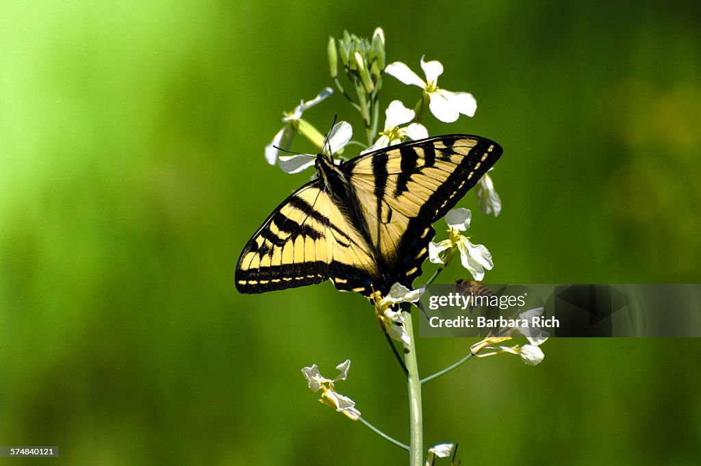 Tiger swallowtail and honey bee on wild mustard