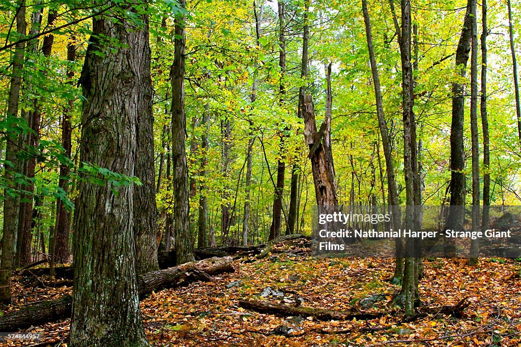 Forest