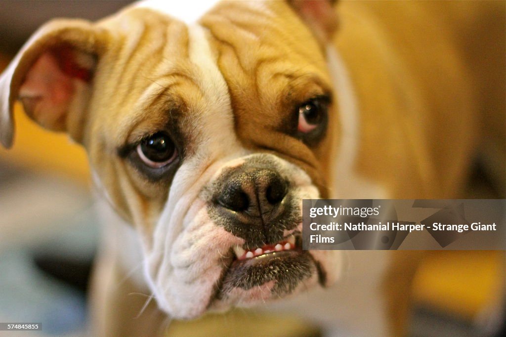 Bulldog puppy