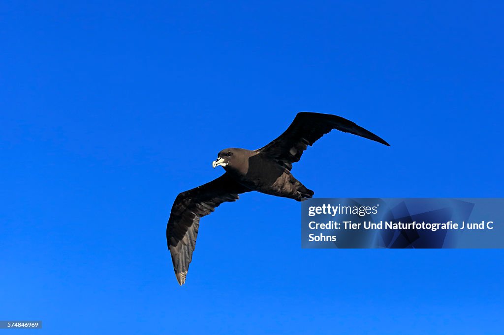 White-chinned petrel