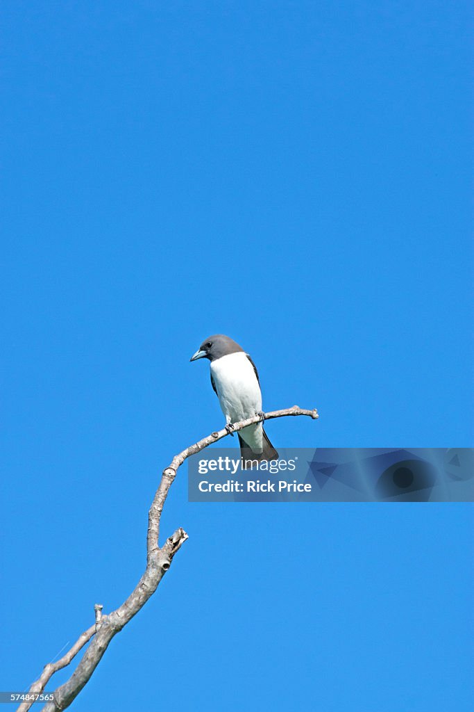 White-breasted Woodswallow