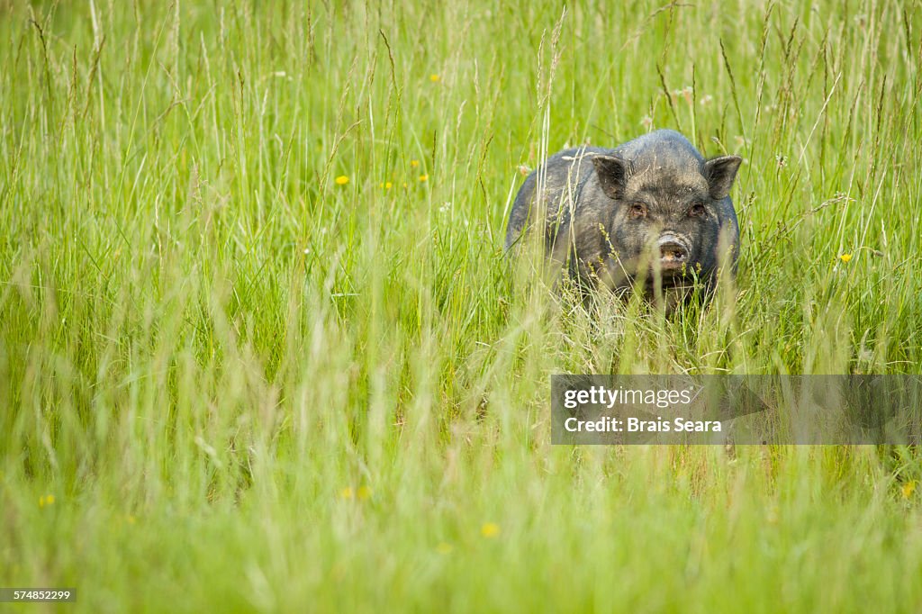 Vietnamese Pot-Bellied Pig on grass