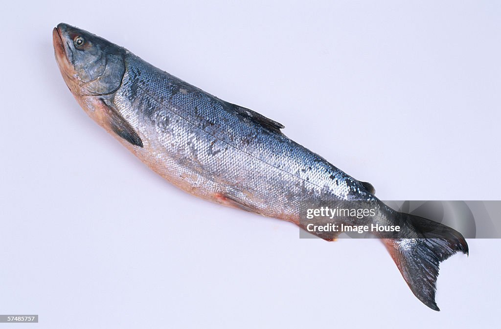 Japan, Hokkaido, fresh salmon, close-up