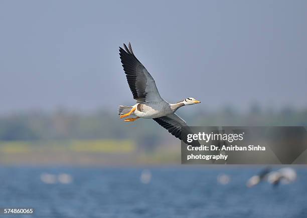 bar-headed goose in flight - anser indicus stock pictures, royalty-free photos & images