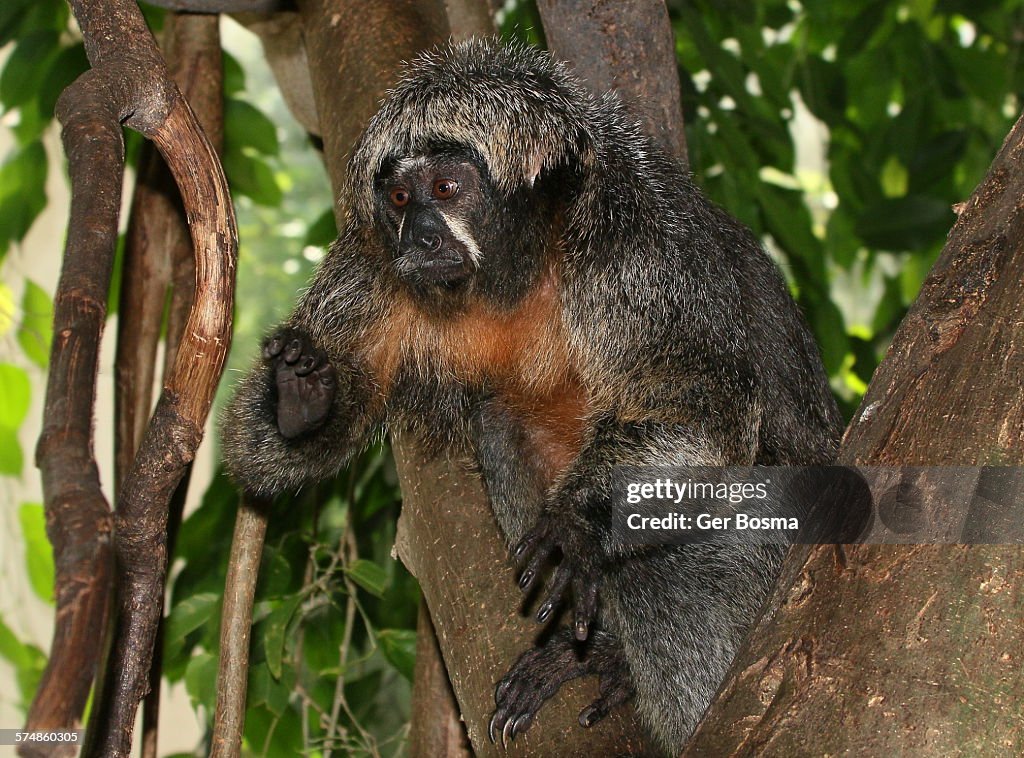 Female white faced saki