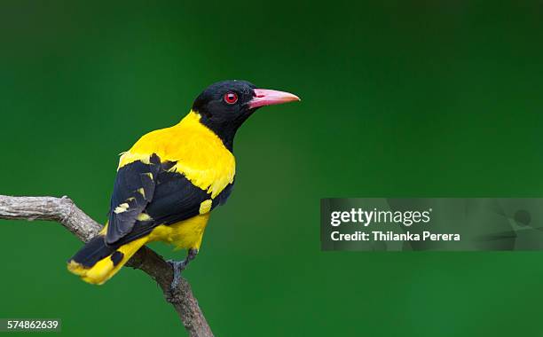 black-hooded oriole (oriolus xanthornus) portrait - oriole stock pictures, royalty-free photos & images