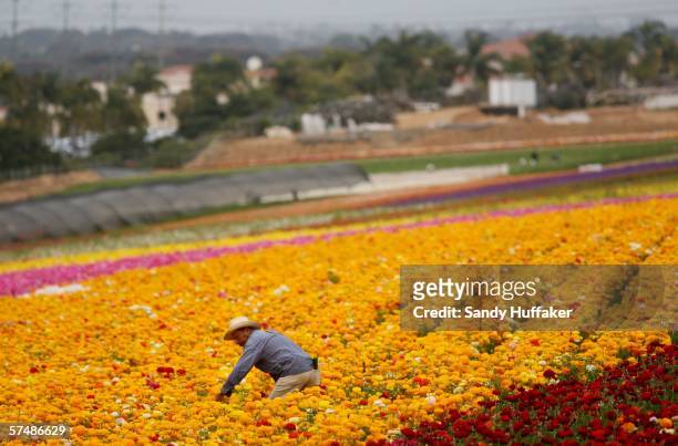 Hispanic farmworker harvests Ranunculus bulbs at the Flower Fields April 28, 2006 in Carlsbad, California. The debate in Washington continues over...