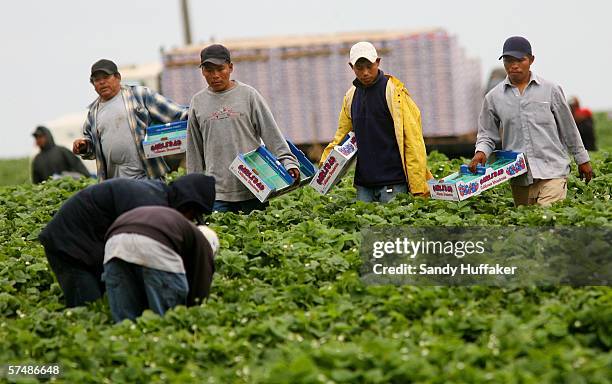 Guest Worker Example 415 Immigrant Guest Worker Stock Photos, High-Res Pictures, and Images ...