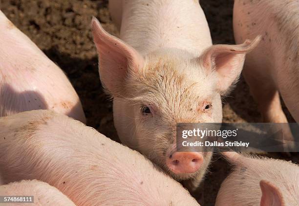 piglets on a farm near manciano, tuscany - varkens stockfoto's en -beelden