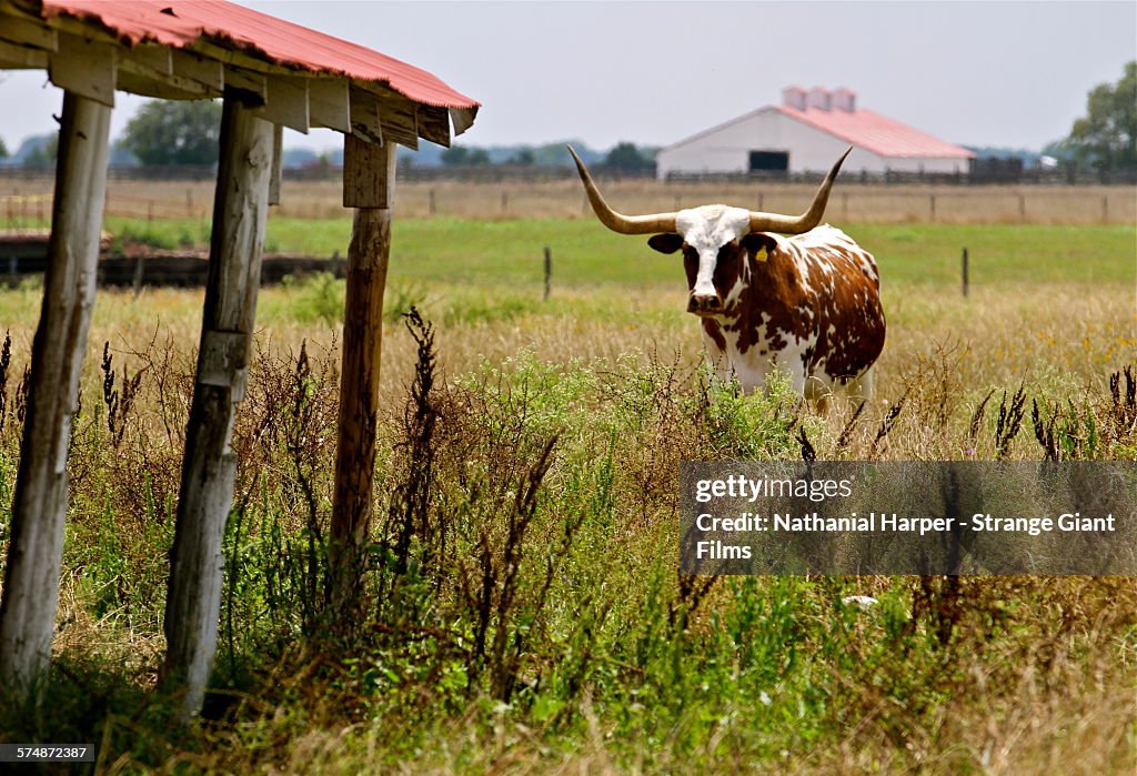 Longhorn Steer