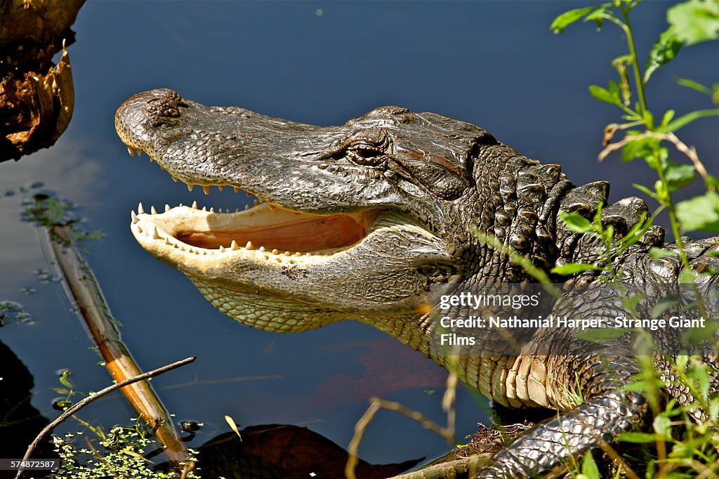 American Alligator