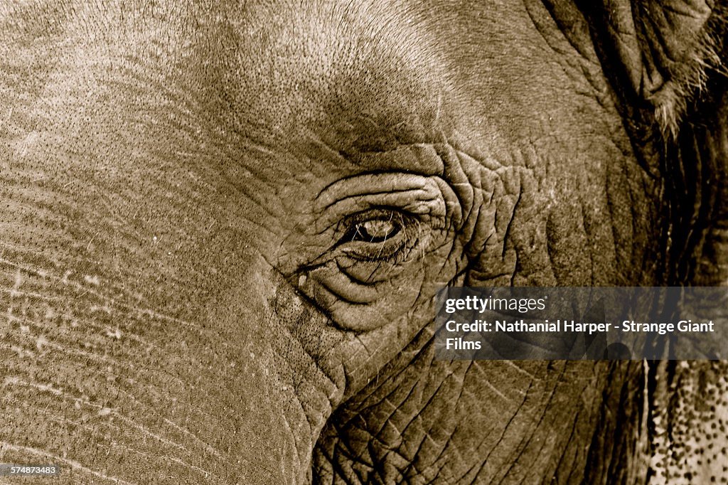 Elephants Eye