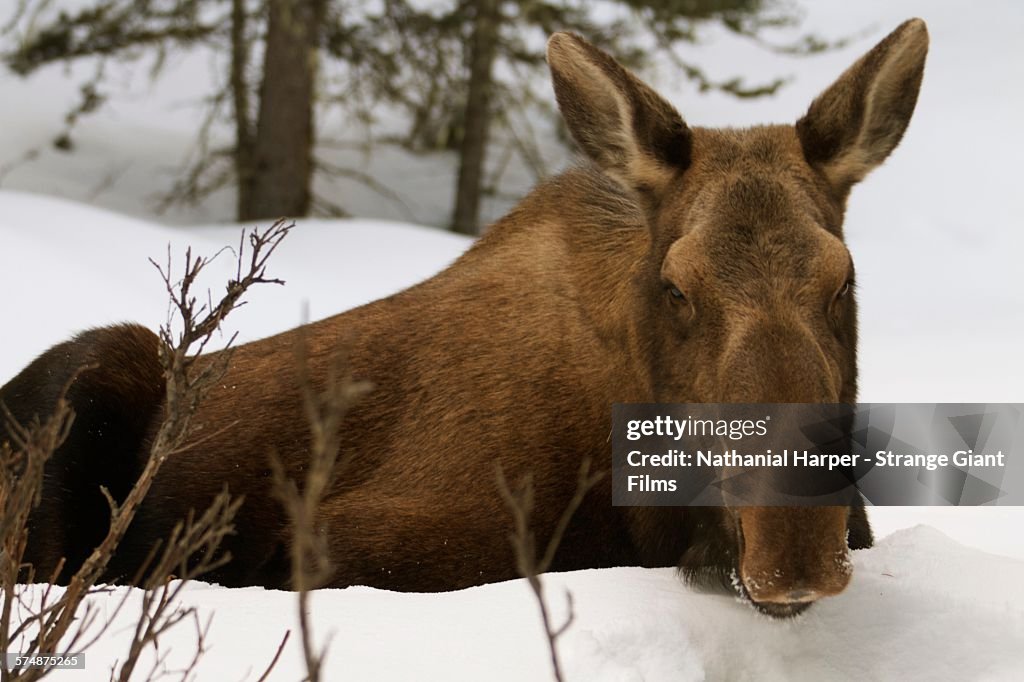 Moose