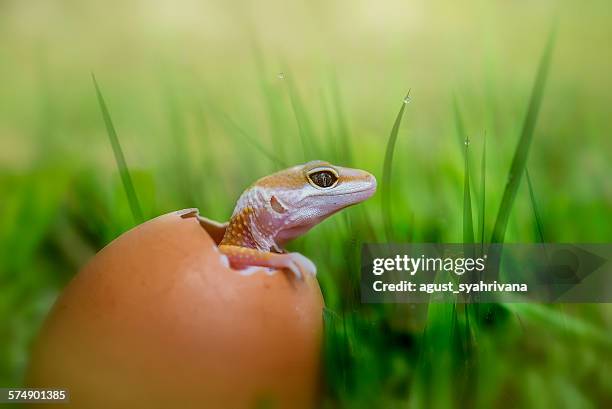 baby lizard hatching from egg - salir del huevo fotografías e imágenes de stock
