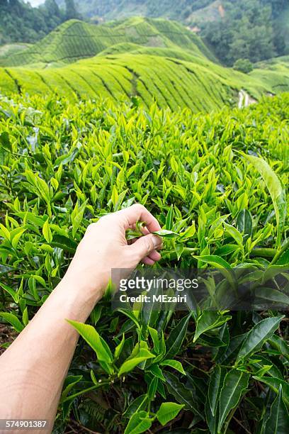 man picking tea leaves, cameron highlands, pahang, malaysia - cameroon stock-fotos und bilder