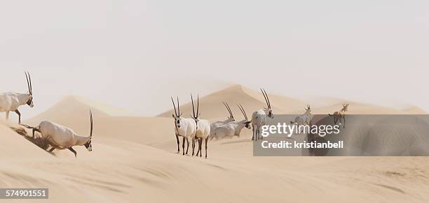 heard of oryx crossing desert, sharjah, uae - oryx stock pictures, royalty-free photos & images