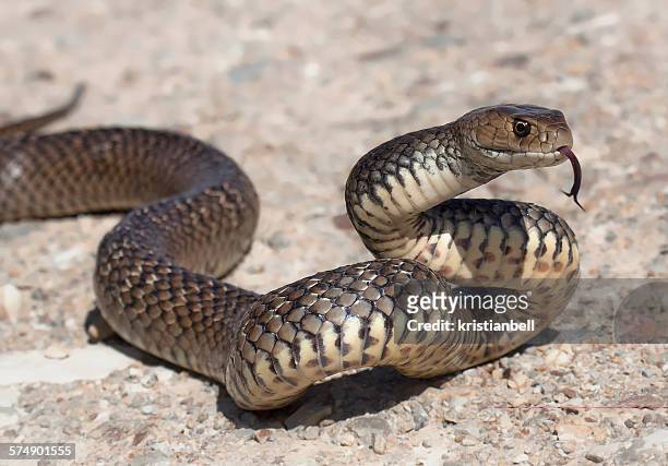 eastern brown snake flicking tongue (pseudonaja textilis) - serpent fotografías e imágenes de stock