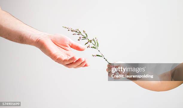 child handing flower to an adult - hands holding flower stock pictures, royalty-free photos & images