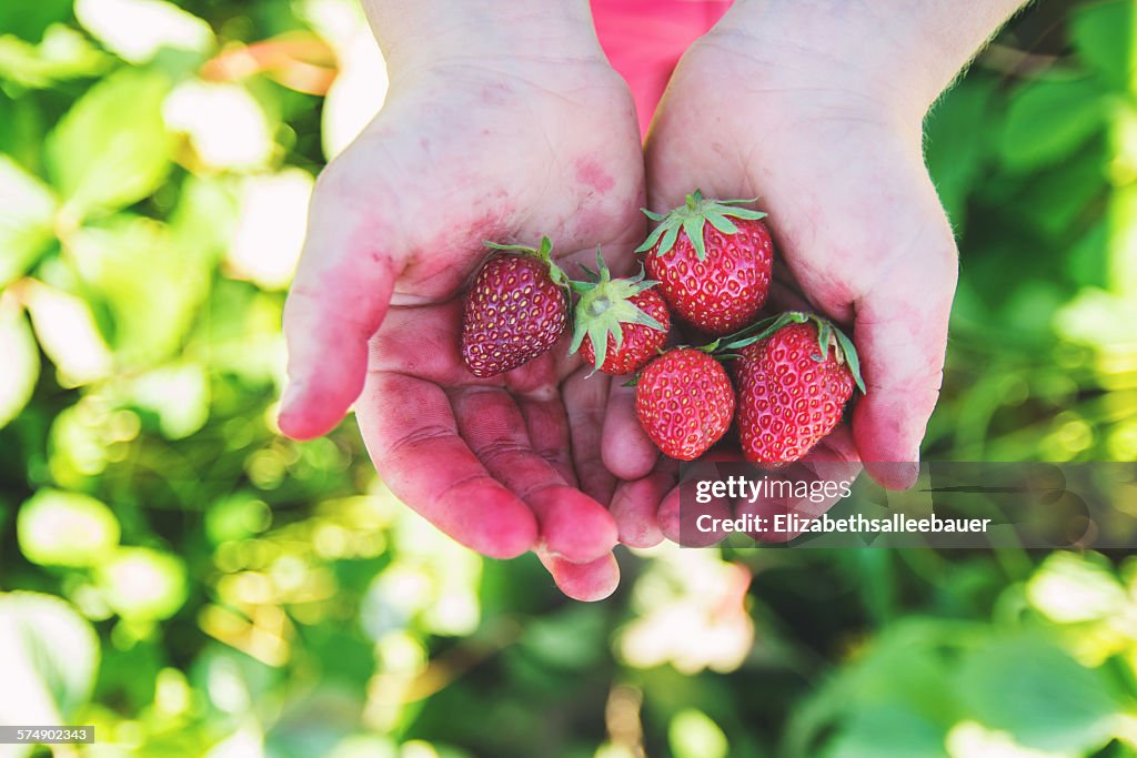 Close-up of a child's hands holding strawberries