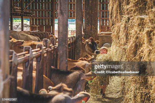 boy with cows in stalls on farm - heu stock-fotos und bilder