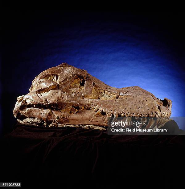 View of the skull of Sue, a Tyrannosaurus Rex at the Field Museum in Chicago, Illinois, April 15, 1998. The skull is five feet long and weighs two...