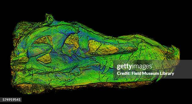 Scan showing a lateral, external view of the skull of Sue, a Tyrannosaurus Rex skeleton at the Field Museum in Chicago, Illinois, September 1, 1998....