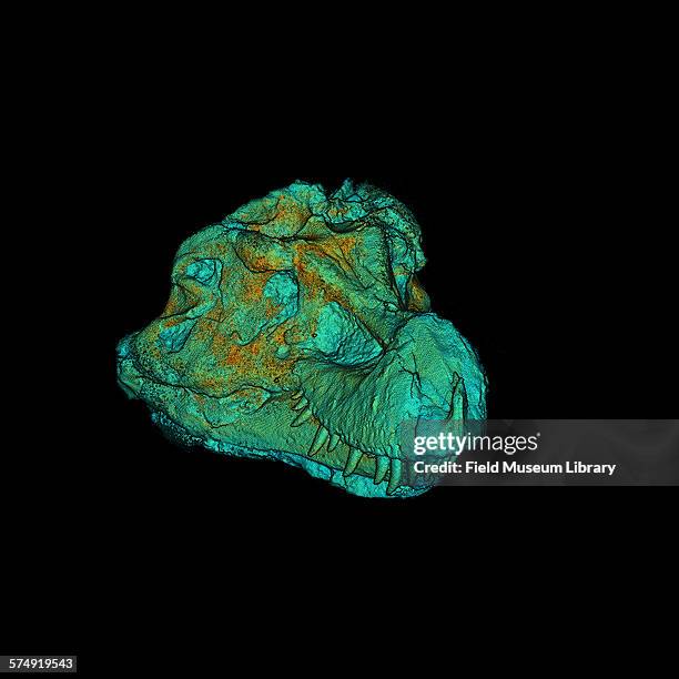 Scan showing a 3/4 external view of the skull of Sue, a Tyrannosaurus Rex skeleton at the Field Museum in Chicago, Illinois, September 1, 1998. The...