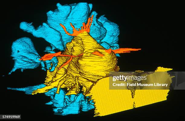 View of a CT scan made from the skull of the brain and sinus cavity of Sue, a Tyrannosaurus Rex skeleton at the Field Museum in Chicago, Illinois,...