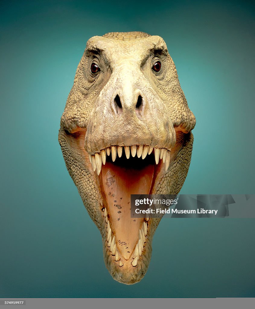 Straight On Portrait View Of Fleshed Out Model Of Sue, Tyrannosaurus Rex