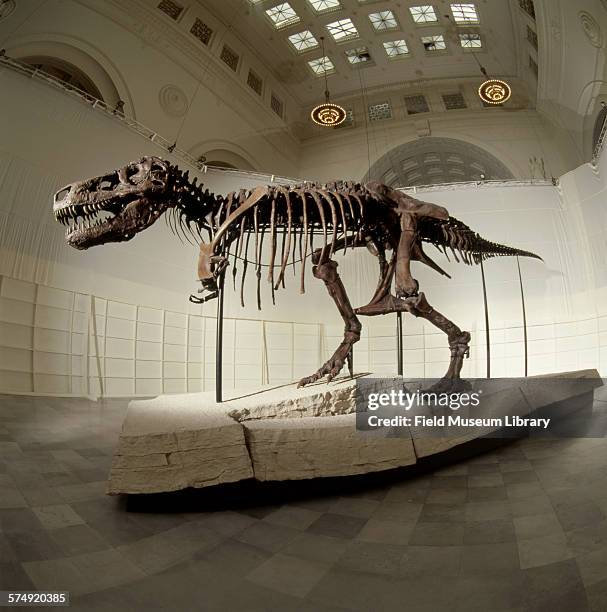 View of the completed and mounted fossil skeleton of Sue, a Tyrannosaurus Rex, at the Stanley Field Hall in the Field Museum, Chicago, Illinois, May...