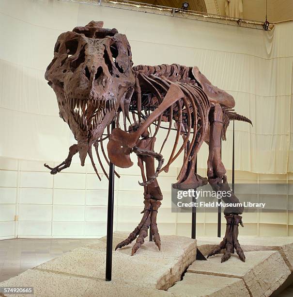 Front view of the completed and mounted fossil skeleton of Sue, a Tyrannosaurus Rex, at the Stanley Field Hall in the Field Museum, Chicago,...