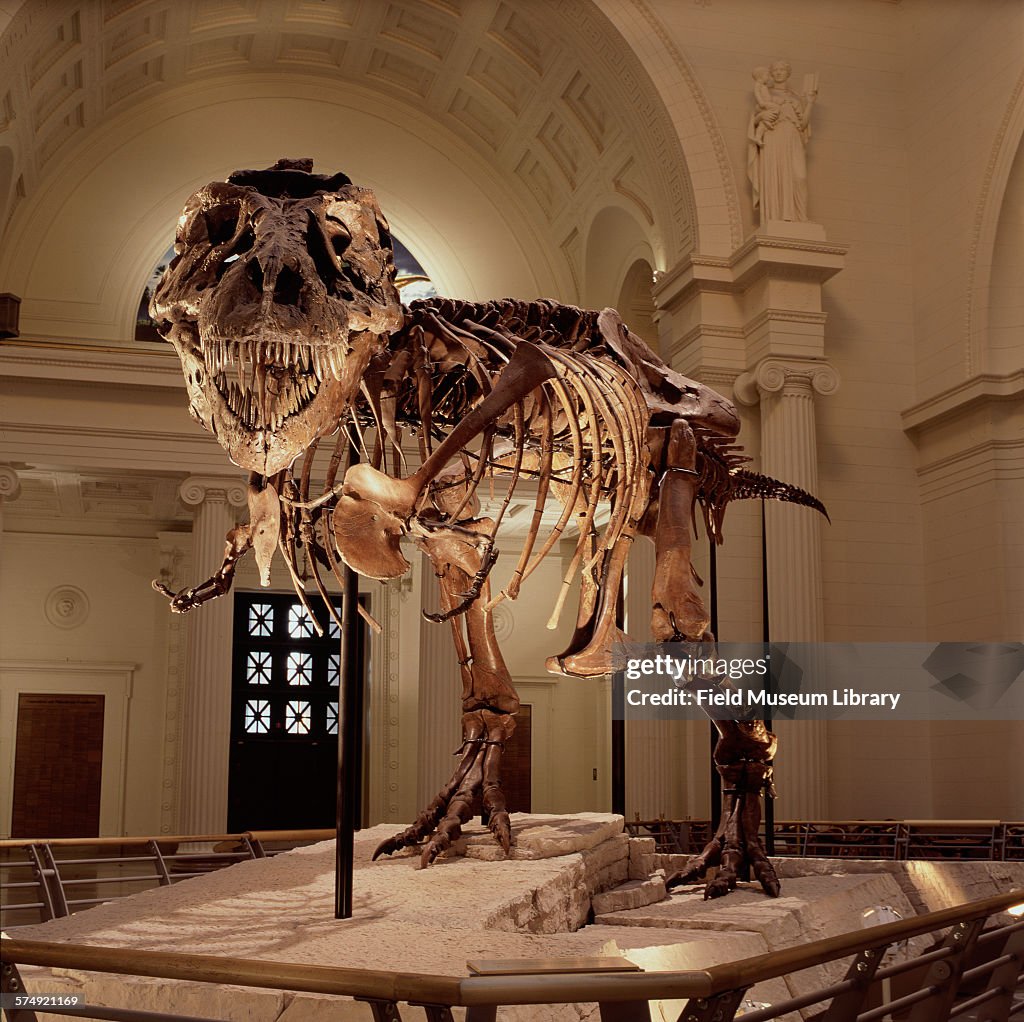 Front View Of The Completed And Mounted Fossil Skeleton Of Sue A front-view-of-the-completed-and-mounted-fossil-skeleton-of-sue-a