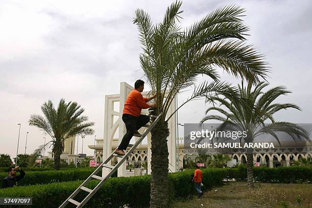 Palestinian worker prunes a palm tree outside the Yasser Arafat International Airport, 29 April 2006. Not only have no planes landed for more than...