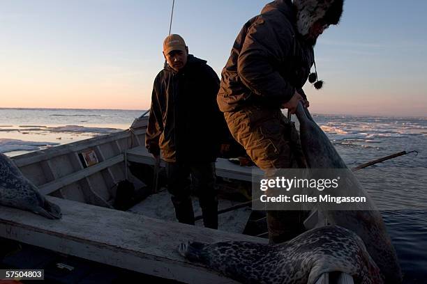 Am, Inupiat Eskimo Herbert Nayokpuk lifts a seal he has just shot aboard his boat during the traditional spring hunt, June 16, 2005 on the Chukchi...