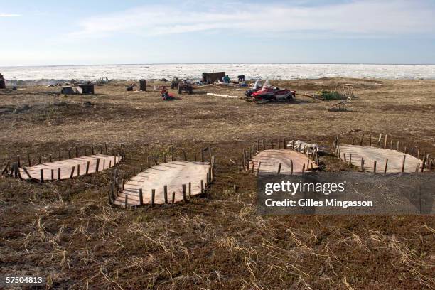 Seal skins are stretch to dry by Inupiat Eskimo family, June 17, 2005 in Shishmaref, Alaska, USA. Seals are an important part of Eskimos subsistence...