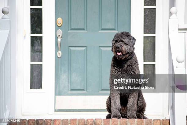 dog waiting on the porch - bouvier des flandres ストックフォトと画像