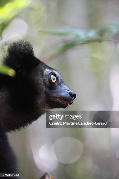 profil of indri indri - lemur stock-fotos und bilder