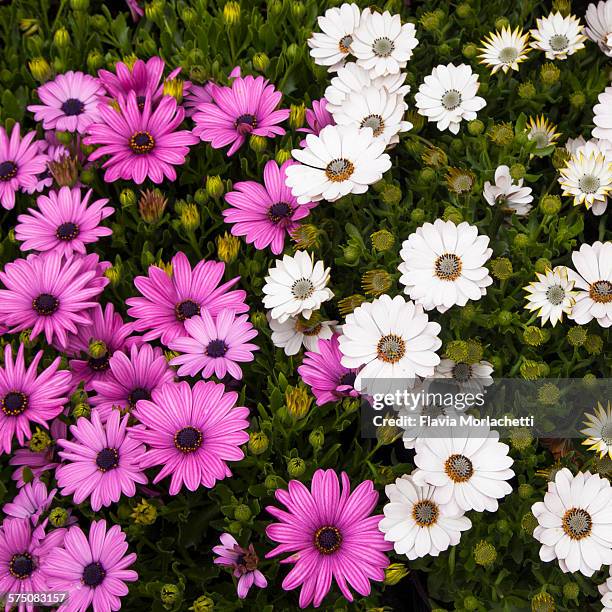 white and pink dimorphotheca - dimorphotheca stock pictures, royalty-free photos & images