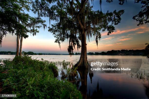 lake maitland sunrise - orange county stockfoto's en -beelden