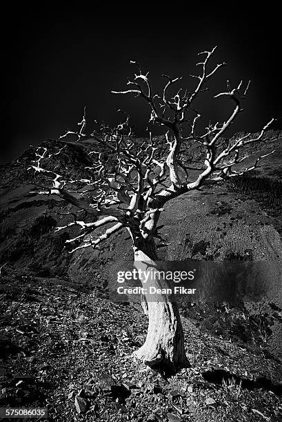 dead tree on the scenic point trail - two medicine lake montana stock pictures, royalty-free photos & images