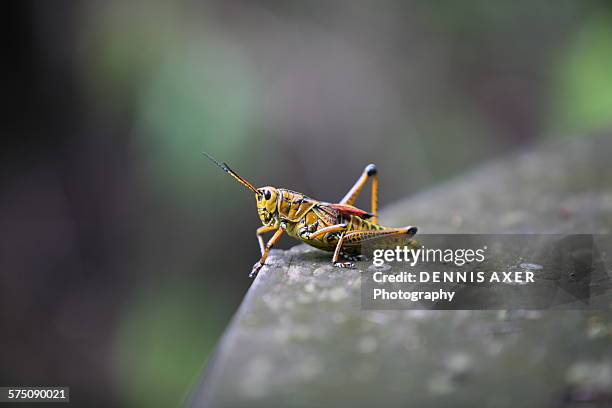 grass hopper, locust - big cypress swamp national preserve stock pictures, royalty-free photos & images