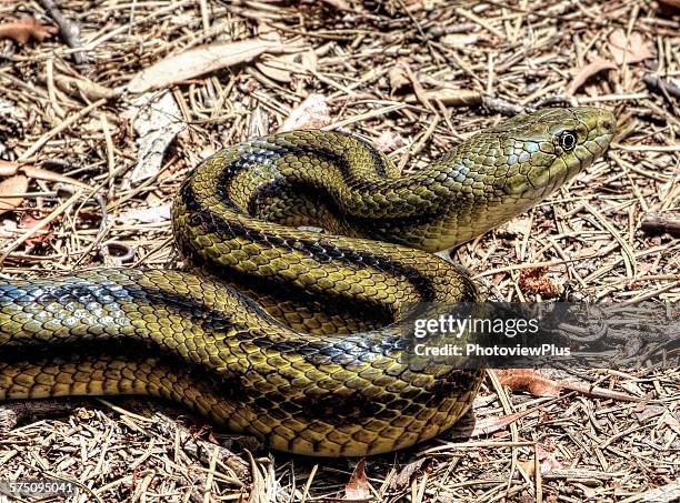 yellow rat snake - chicken snake stock-fotos und bilder