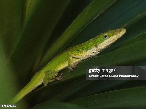 green anole sunbathing - mililani bildbanksfoton och bilder