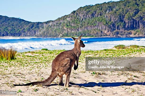 kangaroo on beach, australia - batemans bay fotografías e imágenes de stock