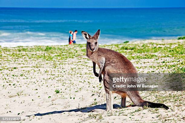 kangaroo on beach, australia - batemans bay stock-fotos und bilder