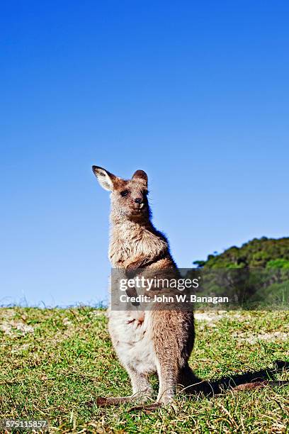 kangaroo on beach, australia - batemans bay stock-fotos und bilder