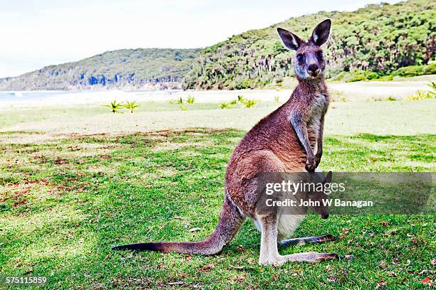 kangaroo and joey on beach, australia - batemans bay fotografías e imágenes de stock