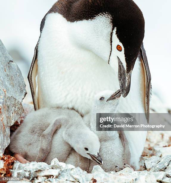 chinstrap family antarctica - young bird stock pictures, royalty-free photos & images