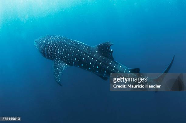 a whale sharks dorsal fin, sliced by a boat propeller. - dorsal fin stock pictures, royalty-free photos & images